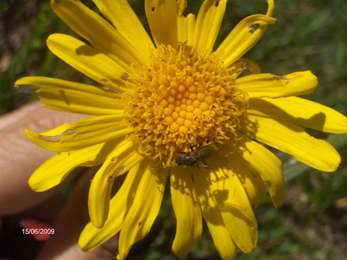 Senecio provincialis
